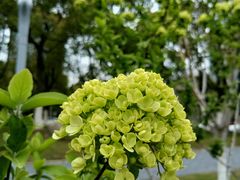 -天鹅湖体育公园