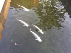 -特种渔场