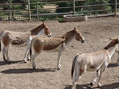 -青藏高原野生动物园