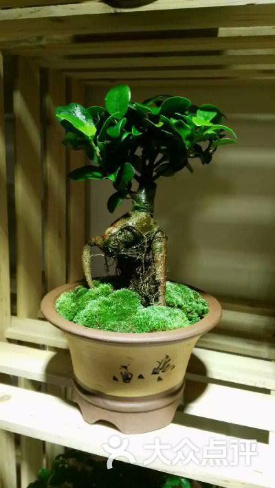 每日花铺榕树图片 - 第13张