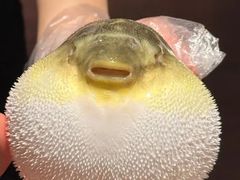 -肆月河豚·淮扬菜·湘菜(华天店)
