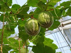 -迪茵湖田家舍生态农场