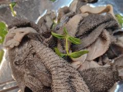 -金鼎雪山牦牛杂火锅(理县总店)