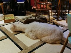 -猫色咖啡·猫咖