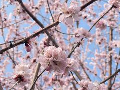 -桃花堤公园