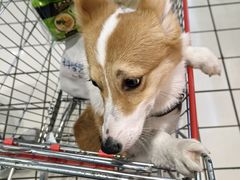 -翊宠yipet猫狗购宠庄园犬舍•猫舍