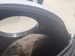 -米苏动物医院·犬猫专科·骨科外科内窥镜