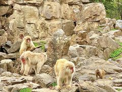 -合肥野生动物园