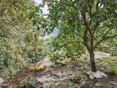 -天门沟九州驿站树上汤泉