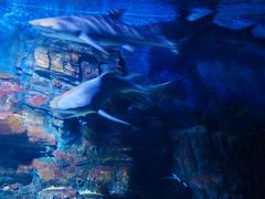 -烟台海昌鲸鲨海洋公园