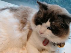 -喵喵咪呀布偶猫咖(春熙路店)