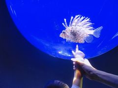 -江和美海洋公园
