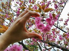 -武汉大学老图书馆