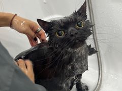 -爱洗澡的猫(望京店)