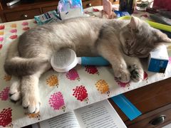 -东方名猫馆·英短金渐层布偶猫舍(环线广场1号楼店)