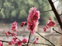 -望江楼公园