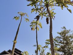 -一寨两国风景区