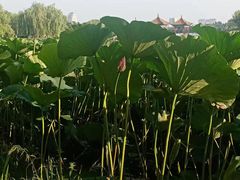 -长春市南湖公园