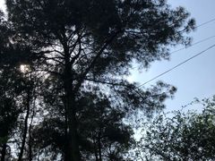 -铁山坪森林公园