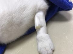 -睿金宠物医院·CT·肿瘤·骨外科
