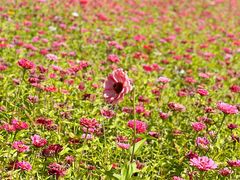 -帽儿山国家森林公园