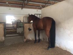 -松声马术俱乐部