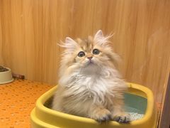 -欣宠猫屋·矮脚拿破仑·蓝金金渐层