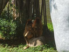 -深圳野生动物园