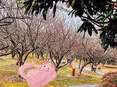 -香雪海