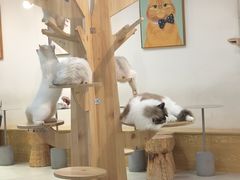 -Heymao猫咖.咖啡厅(东门店)