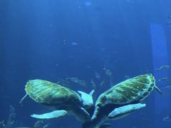 -亚特兰蒂斯•OSSIANO奥西亚诺海底餐厅