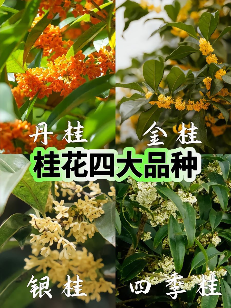 桂花四大品种,有什么区别?