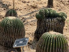 -东莞植物园