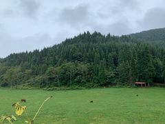 -武陵山森林公园
