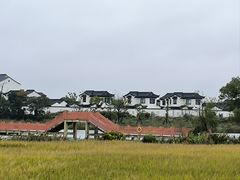 -杭州湾海上花田景区