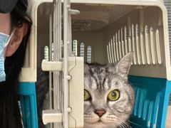-伟伟宠物医院·CT影像中心·瑞派犬猫综合性门诊(汉口总院)