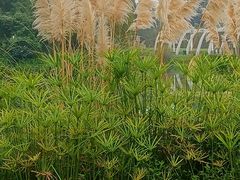 -眉山湿地公园(东坡区)