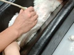 -瑞鹏宠物医院·骨外科·心肾科·肿瘤科(九亭店)