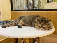 -滚猫咖啡·猫咖·猫友好撸猫(未来城店)