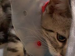 -美联众合宠物医院·爱萌分院·内外科·猫科中心