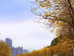 -洲头咀公园