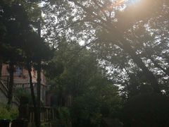 -上海佘山国家森林公园西佘山园