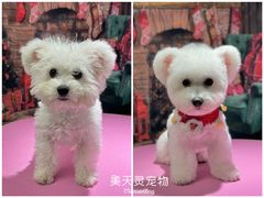 -FAELING PETS美天灵宠物(合生汇店)