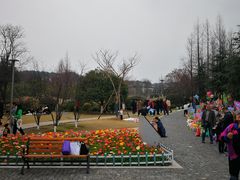 -铁山坪森林公园