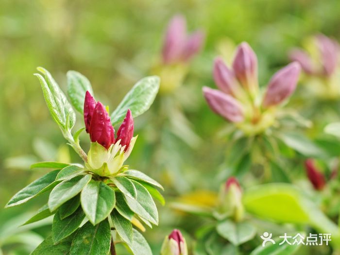 琴亭湖公园图片