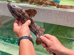 -至尊鲨鱼·原烹海鲜·新浙菜(拱宸桥店)