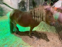 -zoonana室内动物园(东方福来德店)