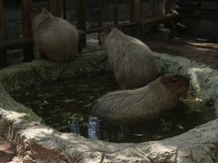 -上海野生动物园