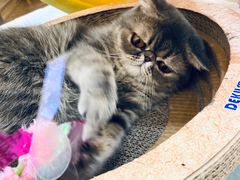 -滚猫咖啡·猫咖·猫友好撸猫(未来城店)