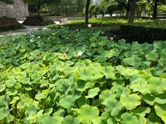 -白塘生态植物园